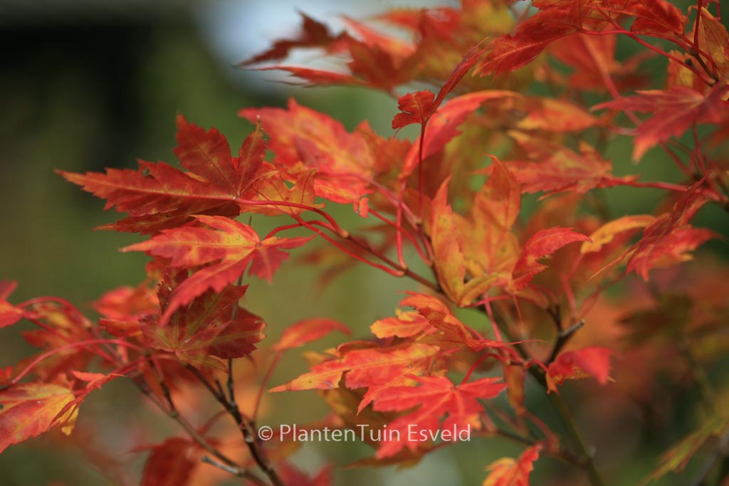 Acer palmatum ssp. amoenum