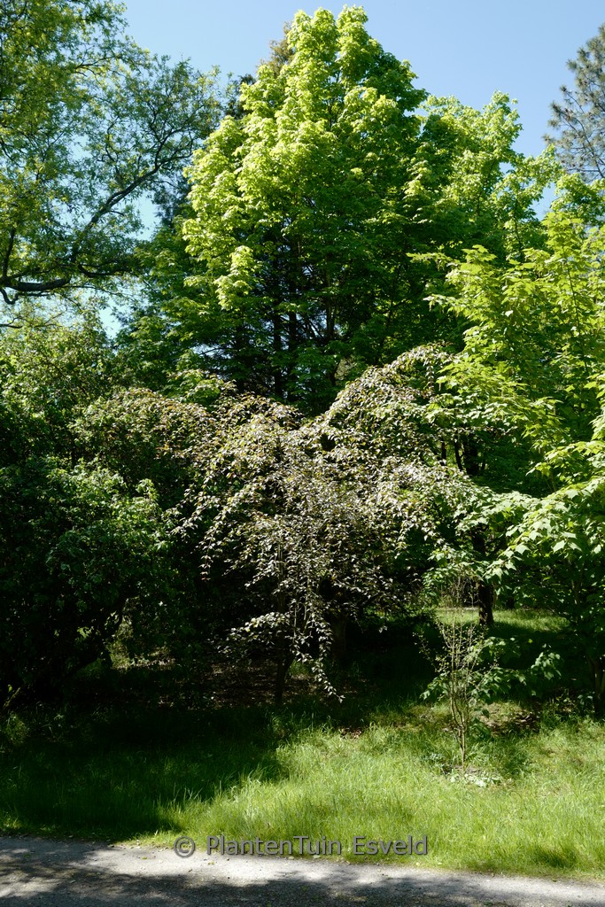 Acer pectinatum ‘Dark Forrest’