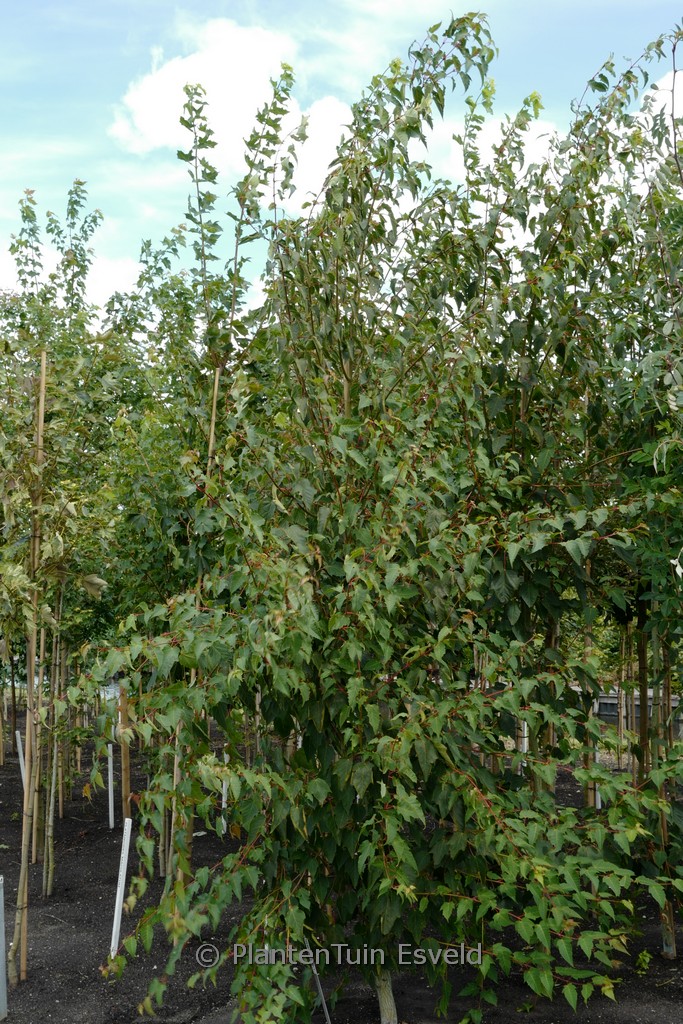 Acer pectinatum ‘Forrestissimo’