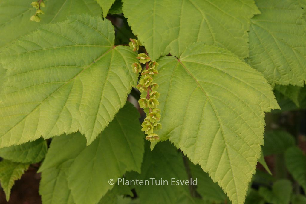 Acer pensylvanicum ‘Silver Fox’