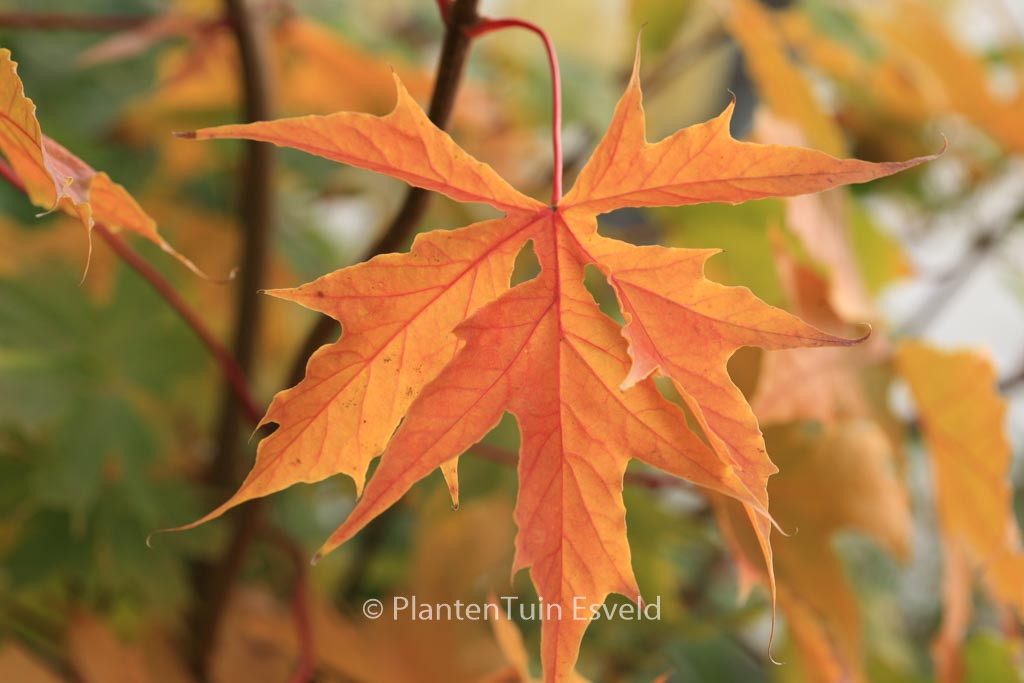 Acer platanoides ‘Charles Joly’