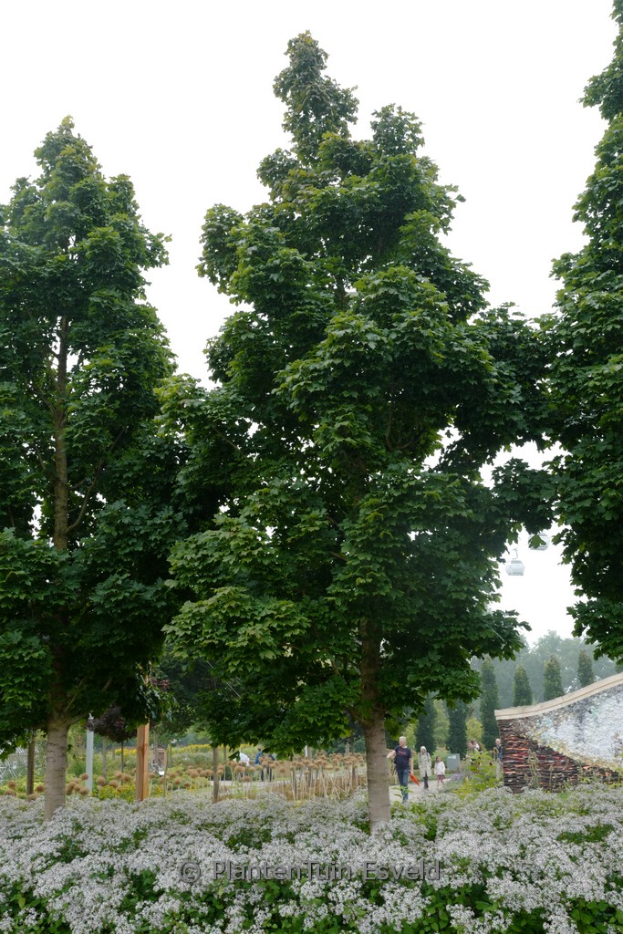 Acer platanoides ‘Columnare’