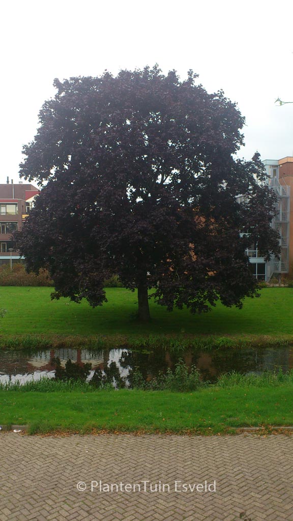 Acer platanoides ‘Crimson King’