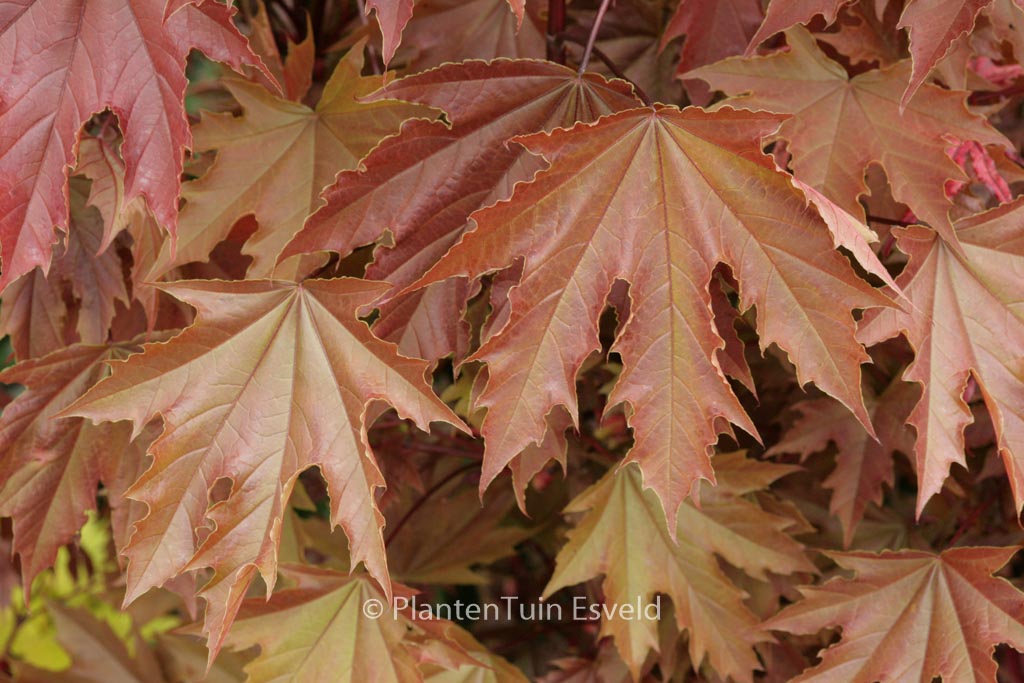 Acer platanoides ‘Crimson Sentry’