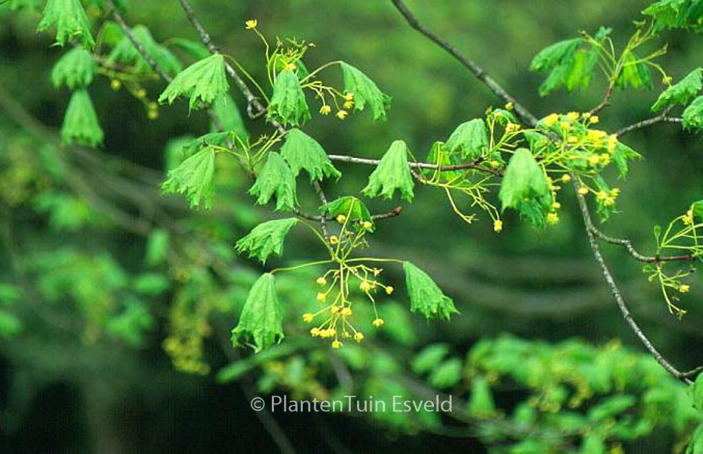 Acer platanoides ‘Cucullatum’