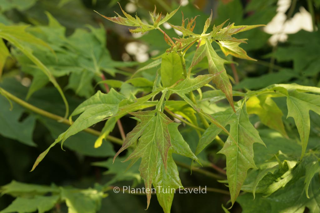 Acer platanoides ‘Donig Special’