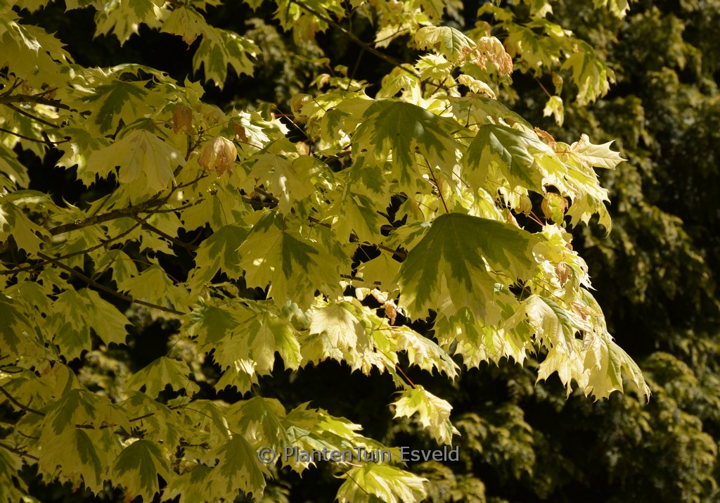 Acer platanoides ‘Drummondii’
