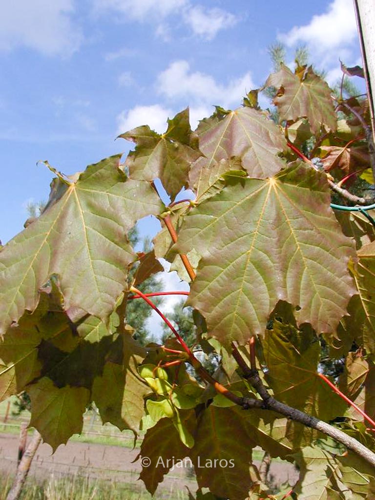 Acer platanoides ‘Farlake’s Green’