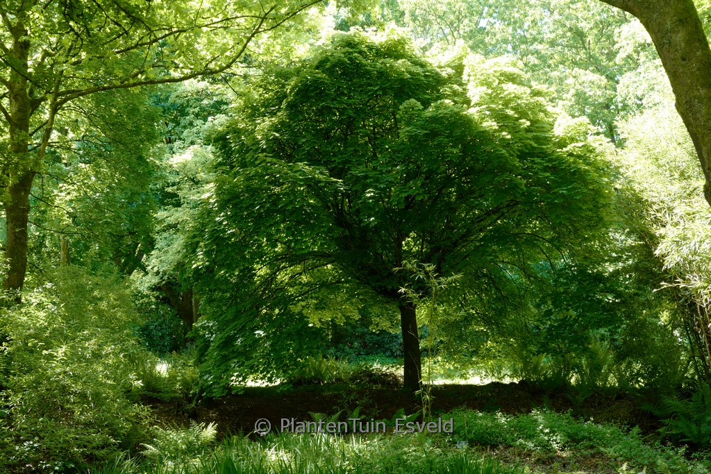 Acer platanoides ‘Globosum’