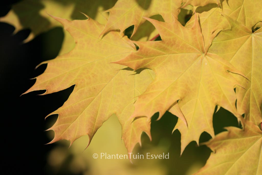 Acer platanoides ‘Golden Globe’