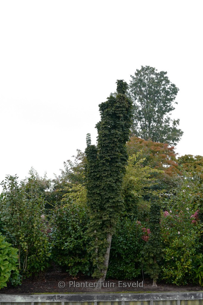 Acer platanoides ‘Marit’