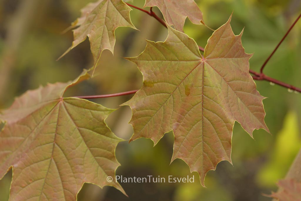 Acer platanoides ‘Meyering’