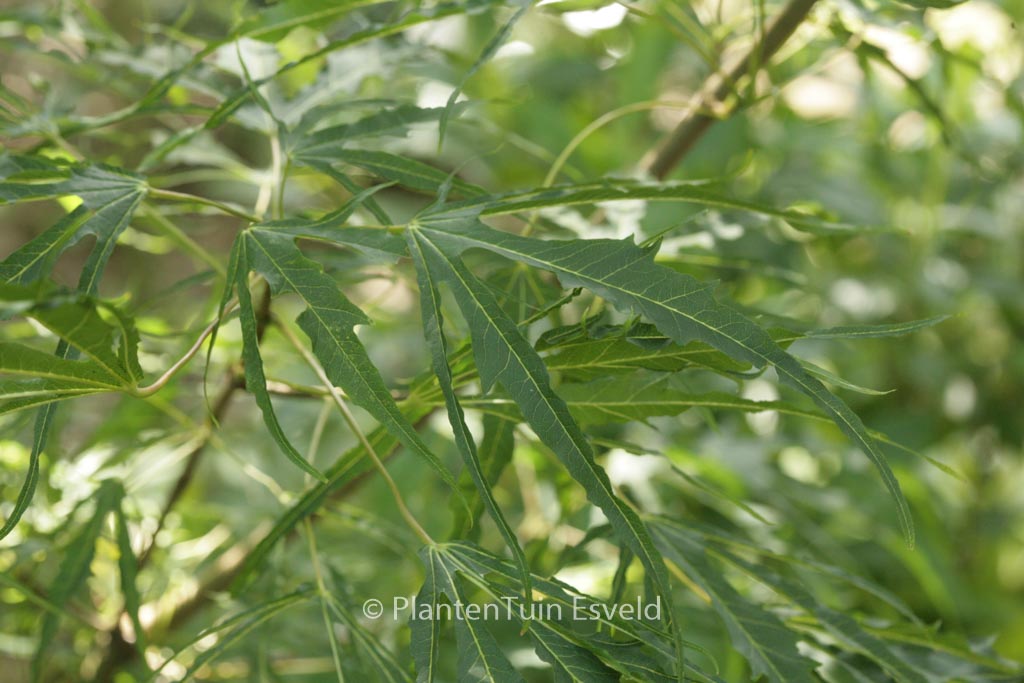 Acer platanoides ‘Paldiski’