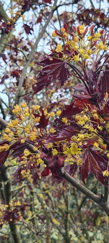 Acer platanoides ‘Royal Red’