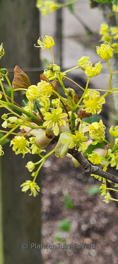 Acer platanoides ‘Tharandt’