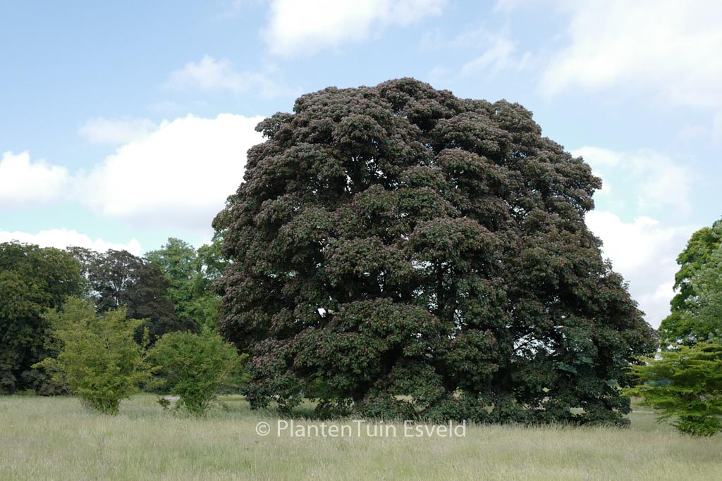 Acer pseudoplatanus ‘Atropurpureum’