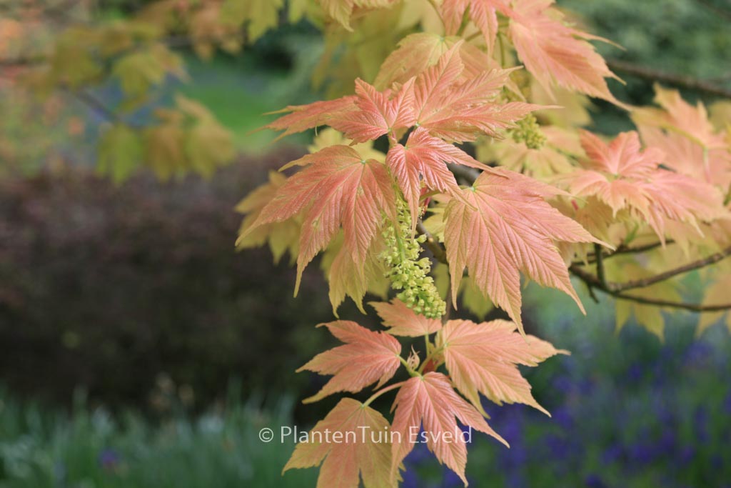 Acer pseudoplatanus ‘Brilliantissimum’