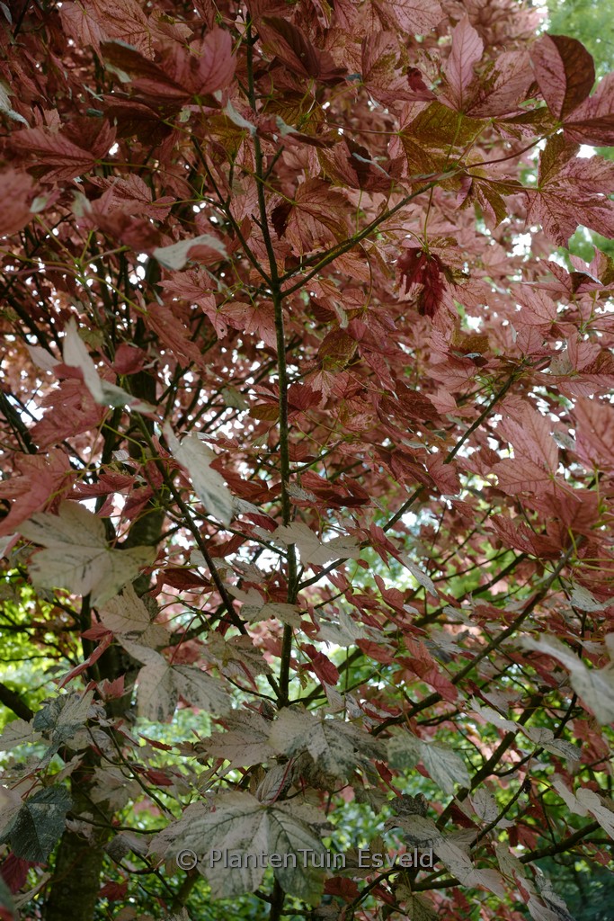 Acer pseudoplatanus ‘Eskimo Sunset’