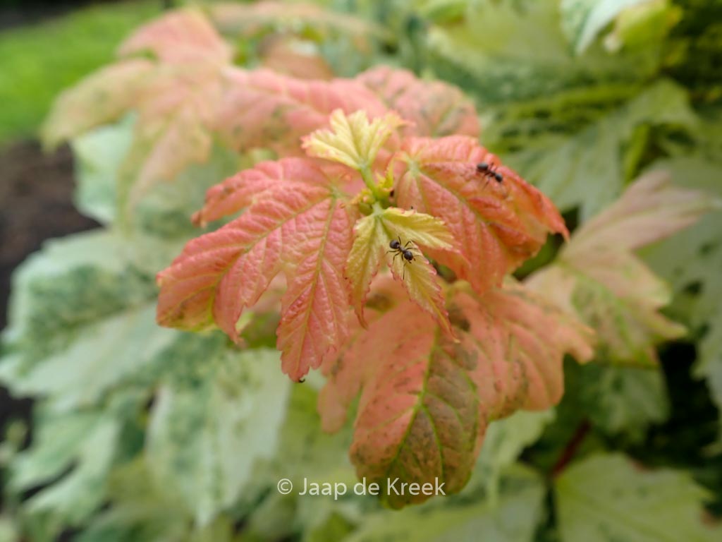 Acer pseudoplatanus ‘Hermitage’