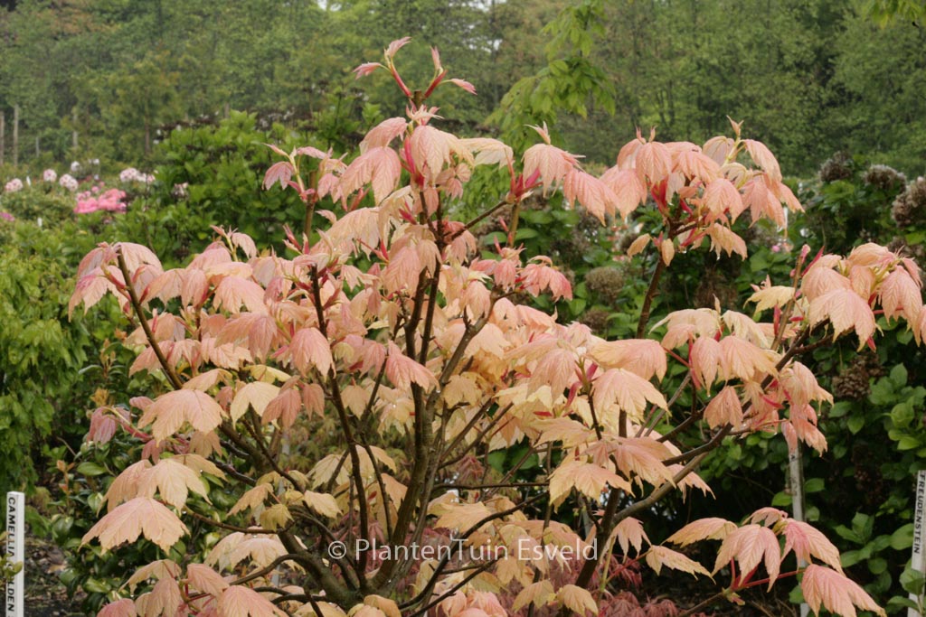 Acer pseudoplatanus ‘Leat’s Cottage’