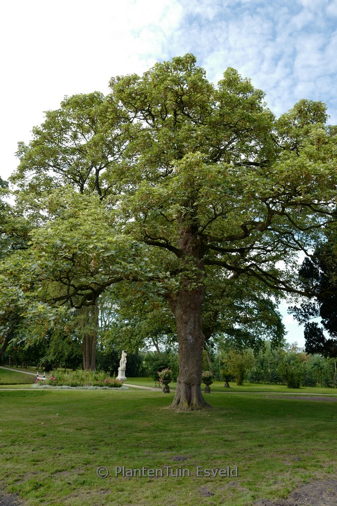 Acer pseudoplatanus ‘Leopoldii’
