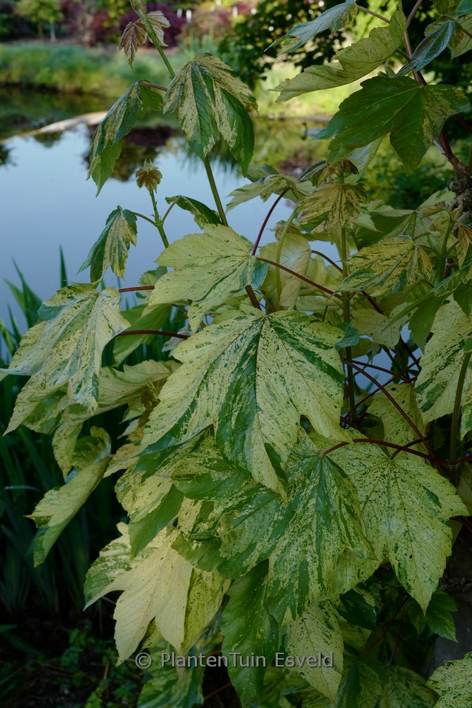 Acer pseudoplatanus ‘Prince Camille de Rohan’