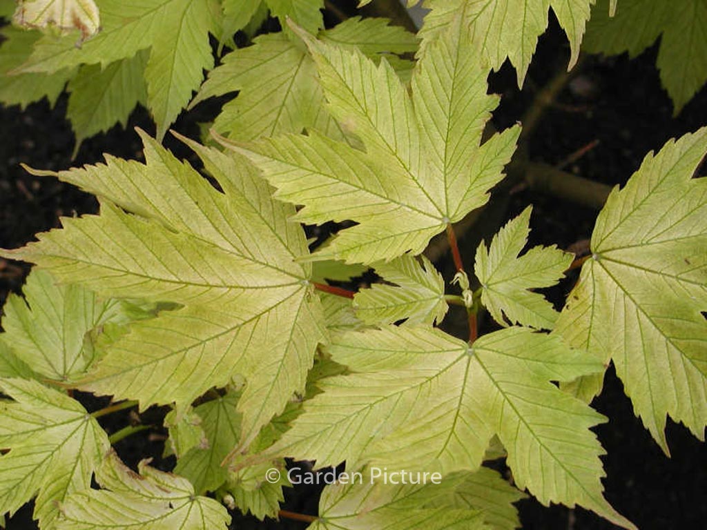 Acer pseudoplatanus ‘Prinz Handjery’