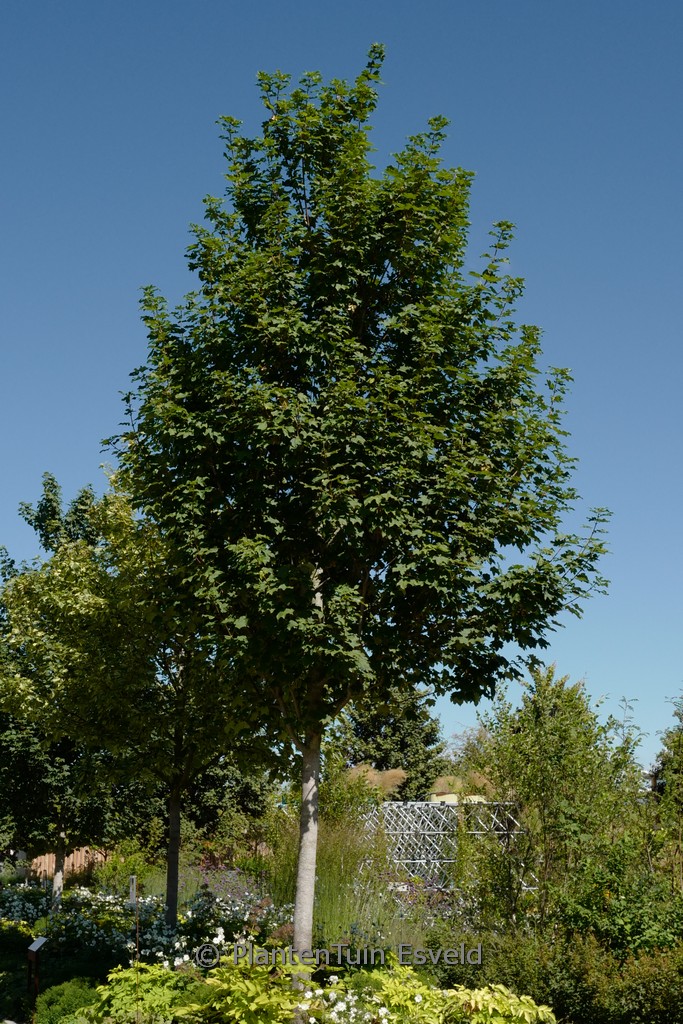 Acer pseudoplatanus ‘Rotterdam’