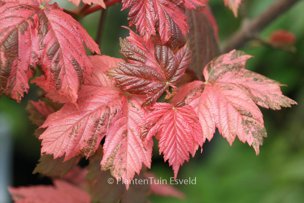 Acer pseudoplatanus ‘Simon Louis Freres’