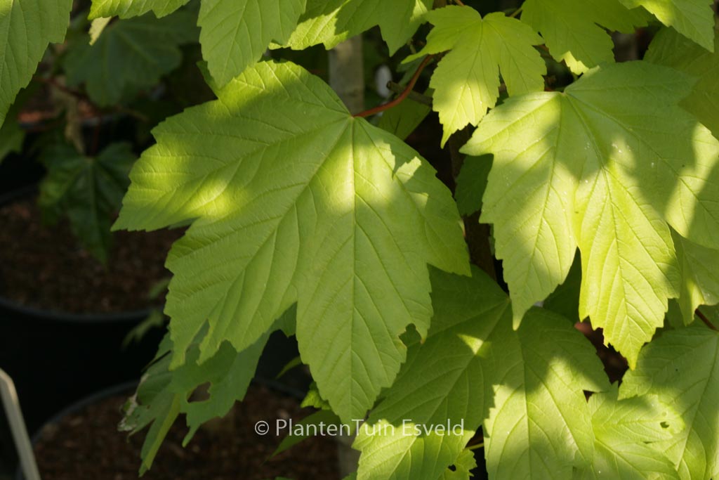 Acer pseudoplatanus ‘Torch’