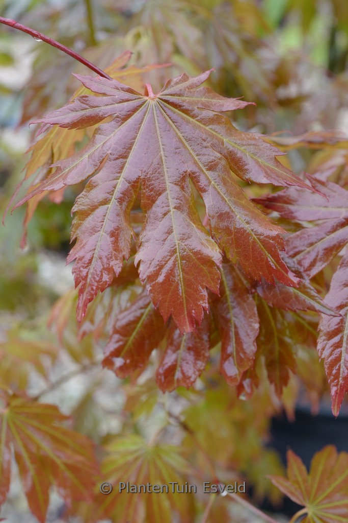 Acer pseudosieboldianum ‘IsINW’ (NORTH WIND)