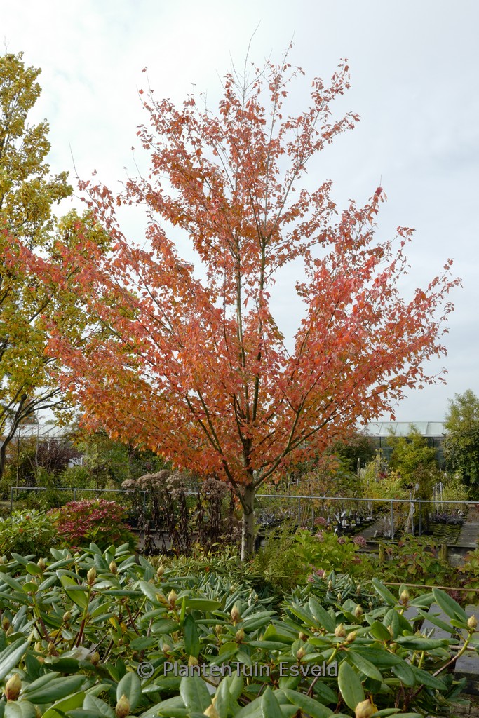 Acer rubrum ‘Autumn Spire’