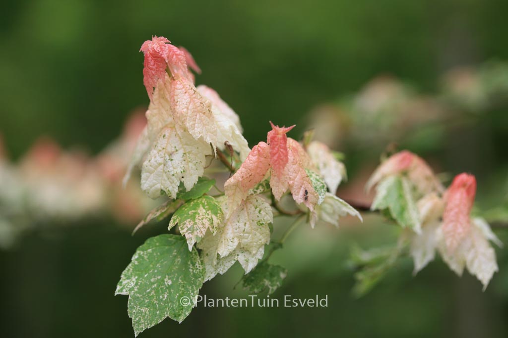 Acer rubrum ‘Candy Ice’