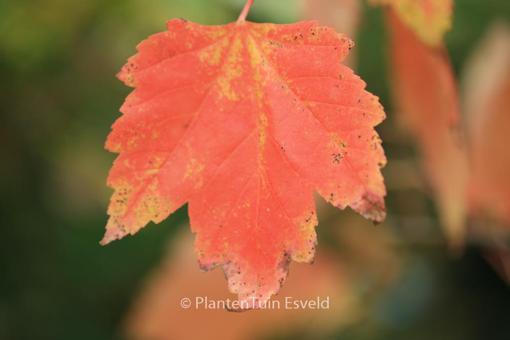 Acer rubrum ‘Franksred’ (RED SUNSET)