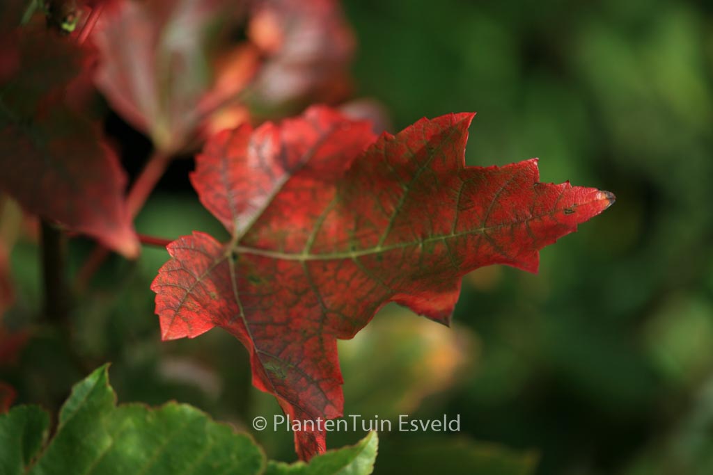 Acer rubrum ‘Karpick’