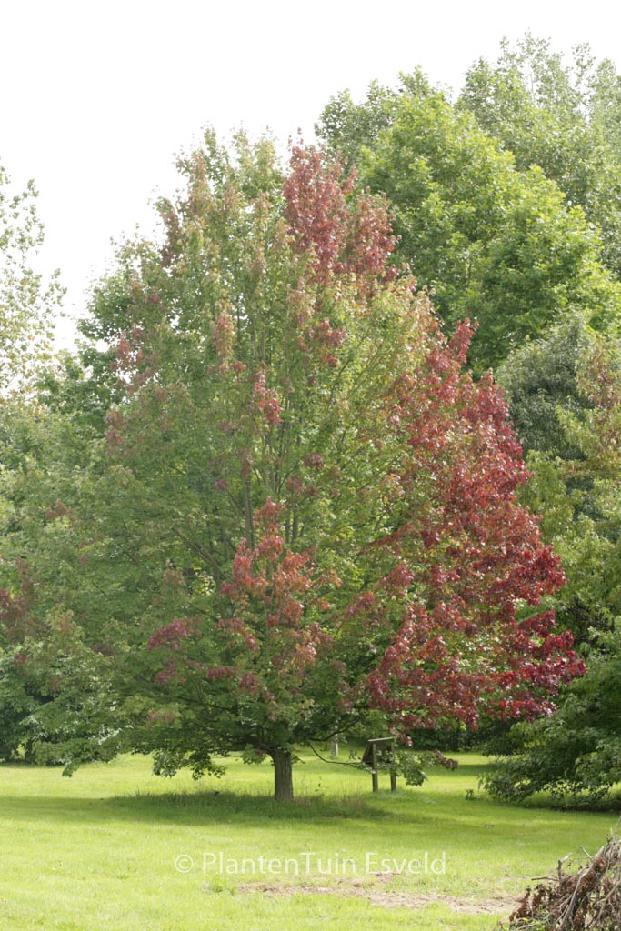 Acer rubrum ‘October Glory’