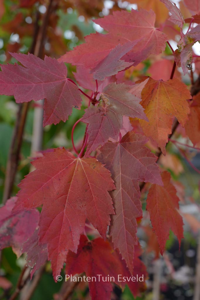 Acer rubrum ‘Somerset’