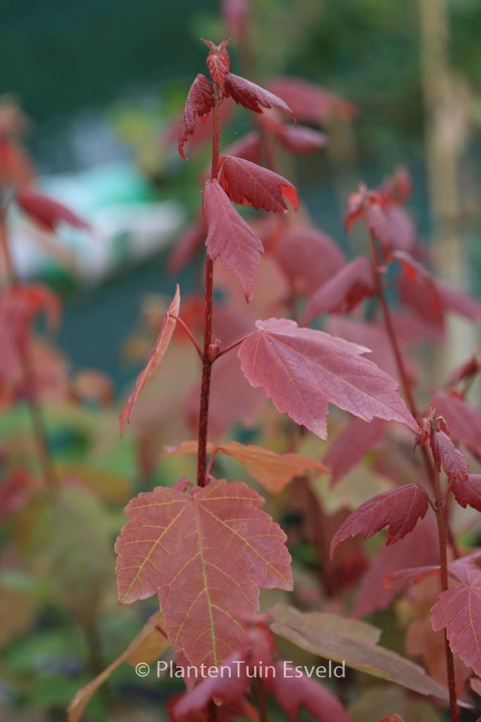 Acer rubrum ‘Summer Red’