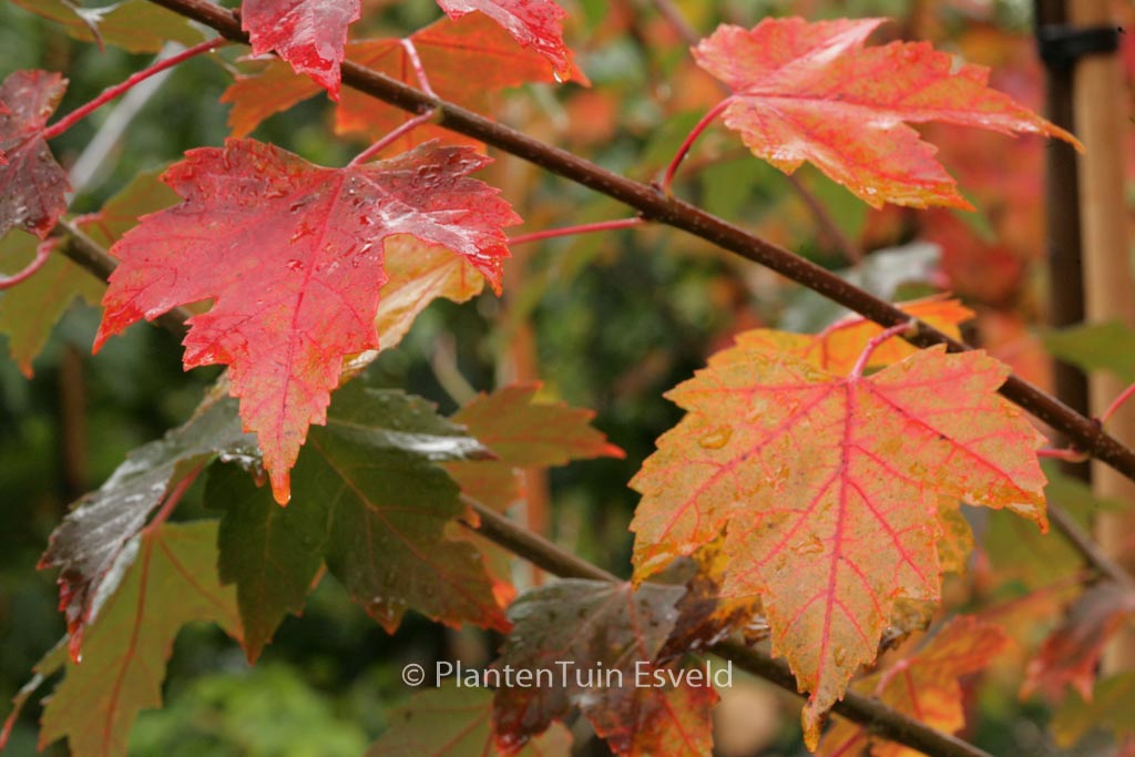 Acer rubrum ‘Sun Valley’