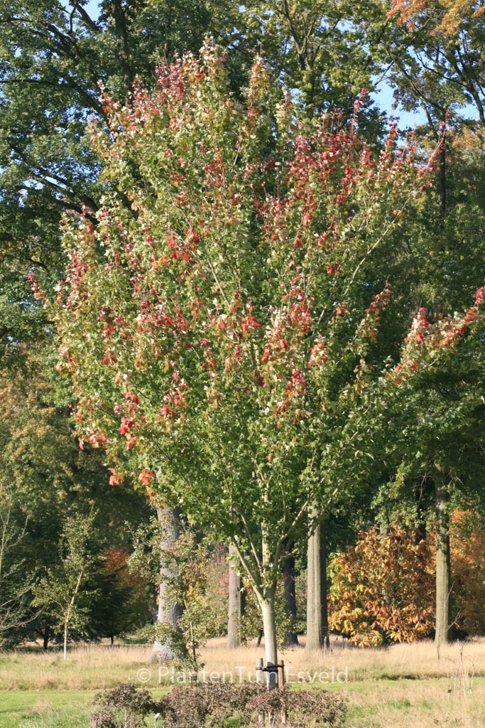 Acer rubrum ‘Tilford’