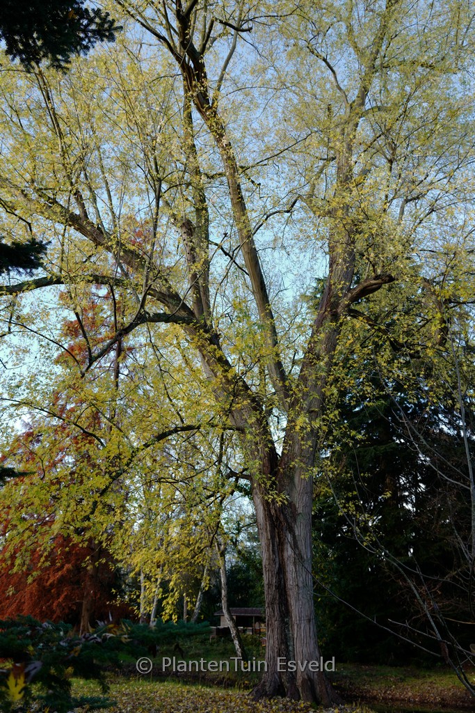 Acer saccharinum ‘Laciniatum Wieri’
