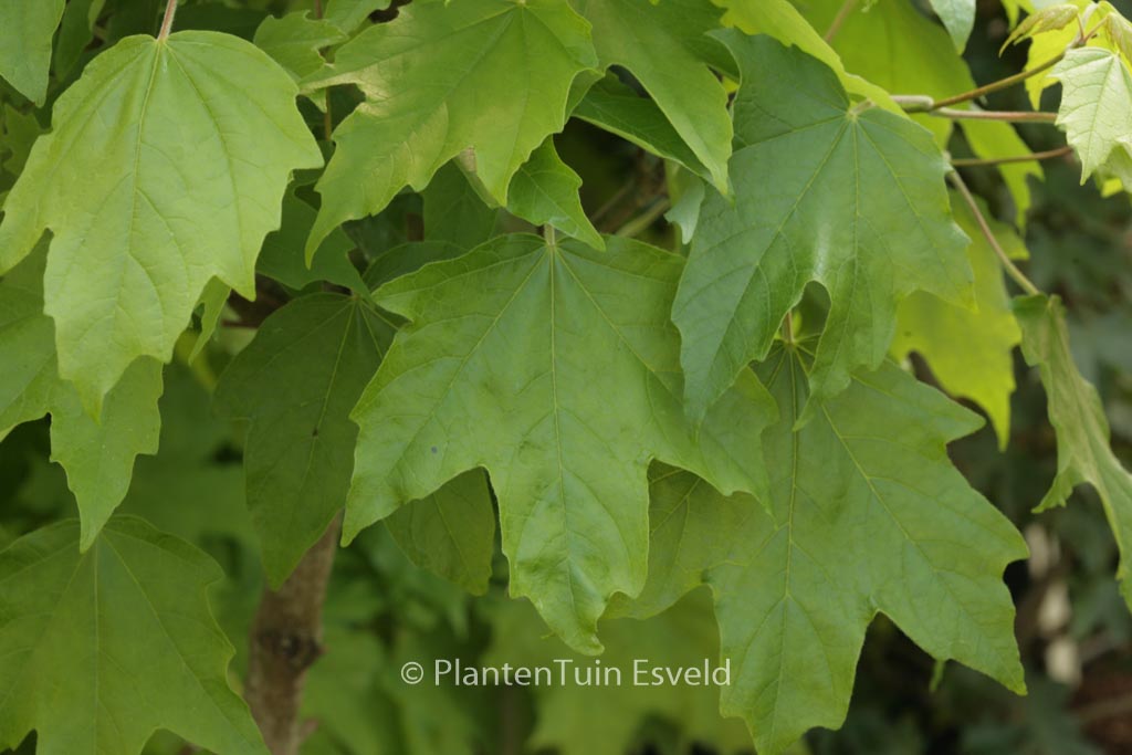 Acer saccharum ‘Louisa Lad’