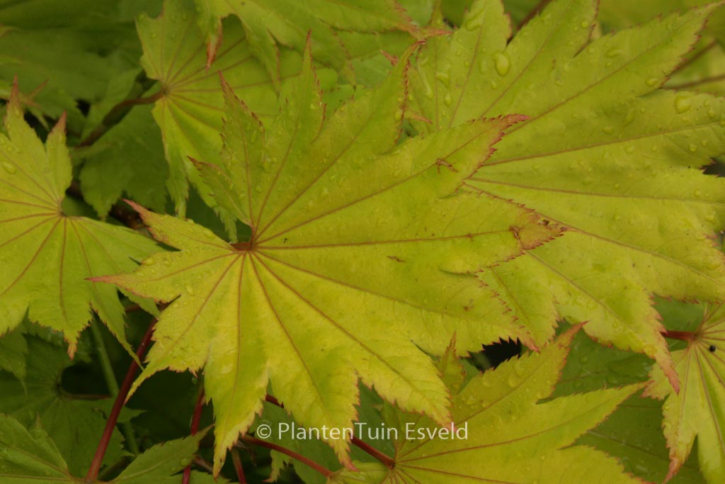 Acer shirasawanum ‘Aureum’