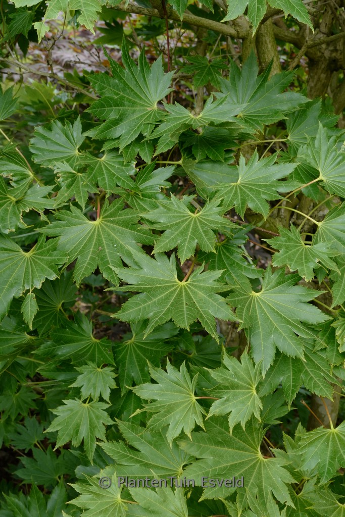 Acer shirasawanum ‘Ezo-no-o-momiji’