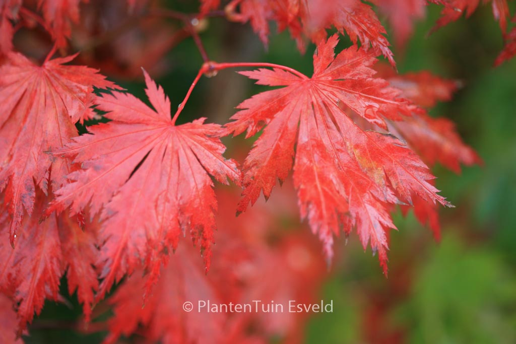 Acer shirasawanum ‘Gloria’