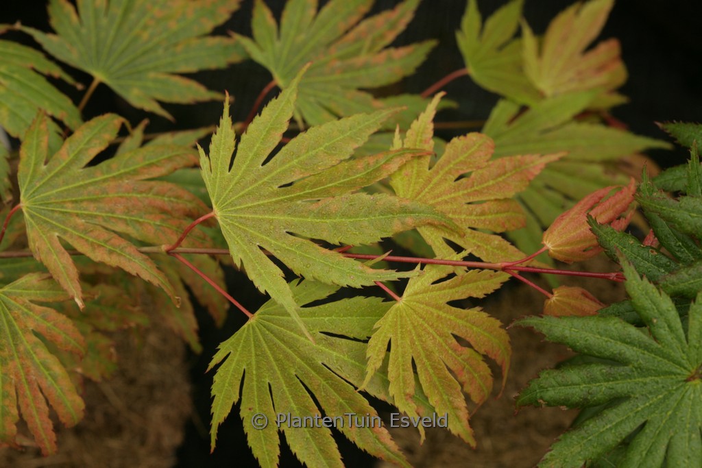 Acer shirasawanum ‘Green Elf’