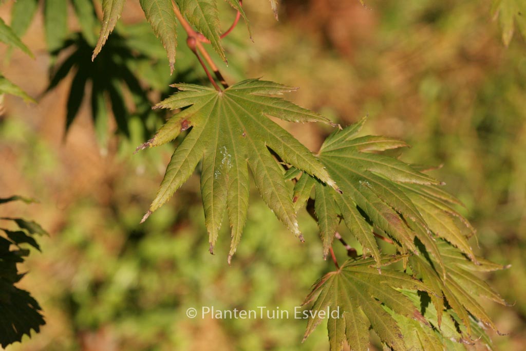 Acer shirasawanum ‘Palmatifolium’