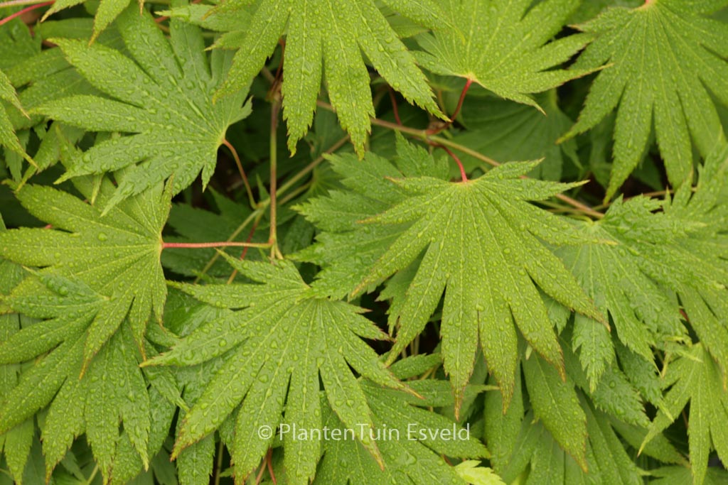 Acer shirasawanum ‘Smokie Rise Church’