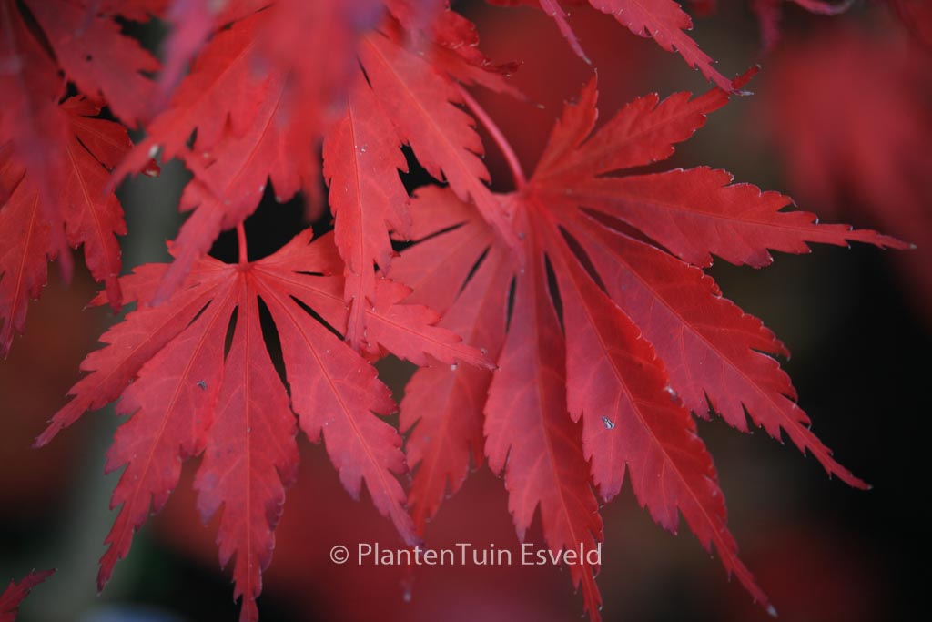 Acer shirasawanum ‘Yasemin’