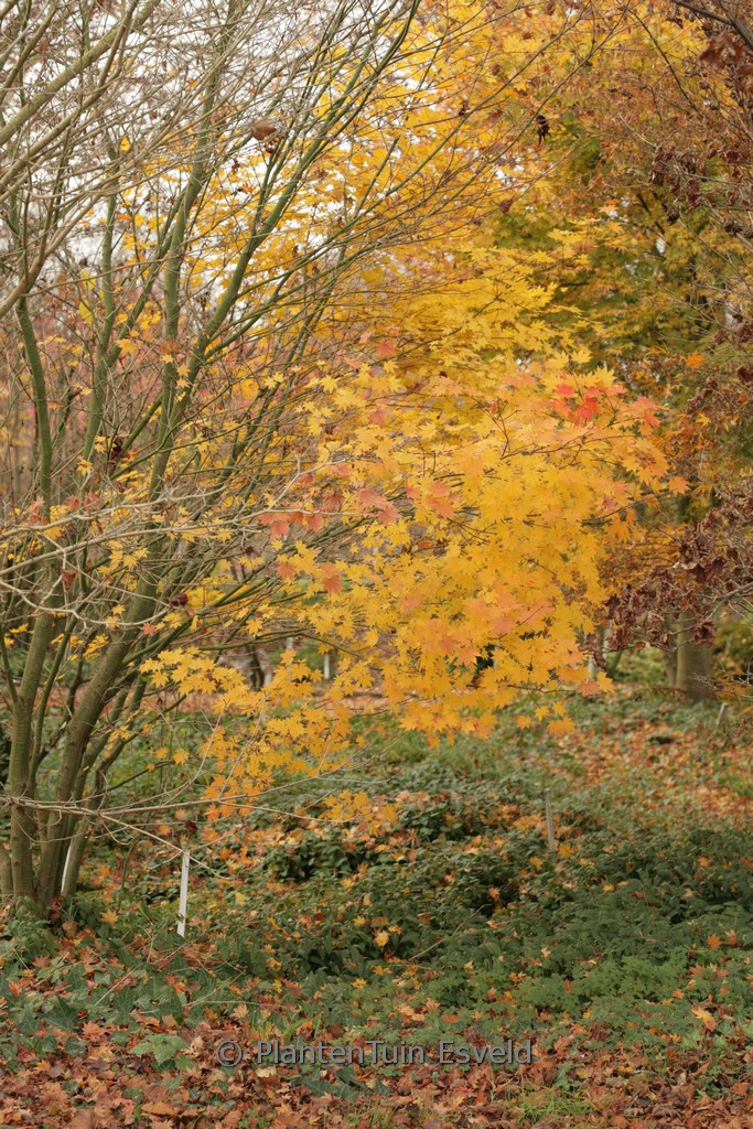 Acer sieboldianum ‘Isis’
